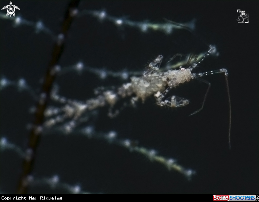 A Skeleton Shrimp