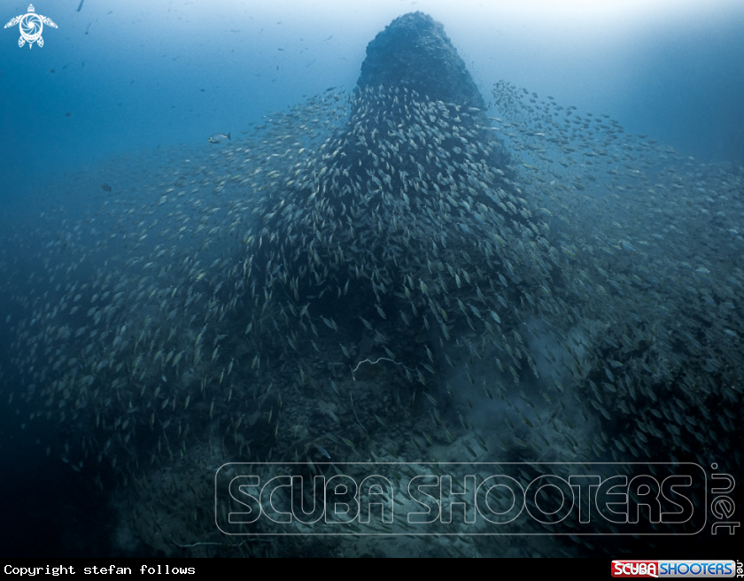 A Batfish Pinnacle   