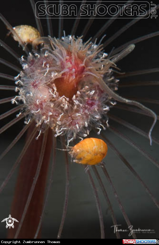 A Lady Bug