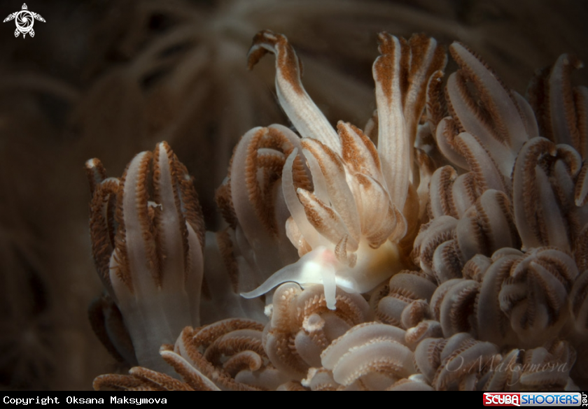 A Nudibranch Phyllodesmium jakobsenae