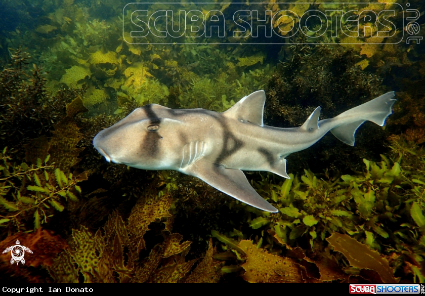 A Port Jackson shark