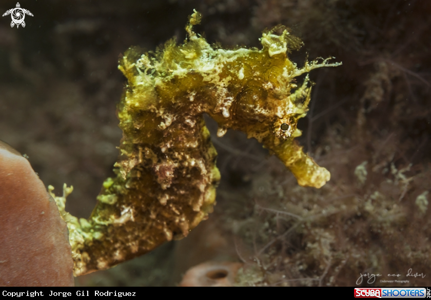A Lined Seahorse