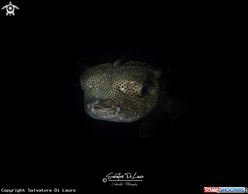 A porcupine fish