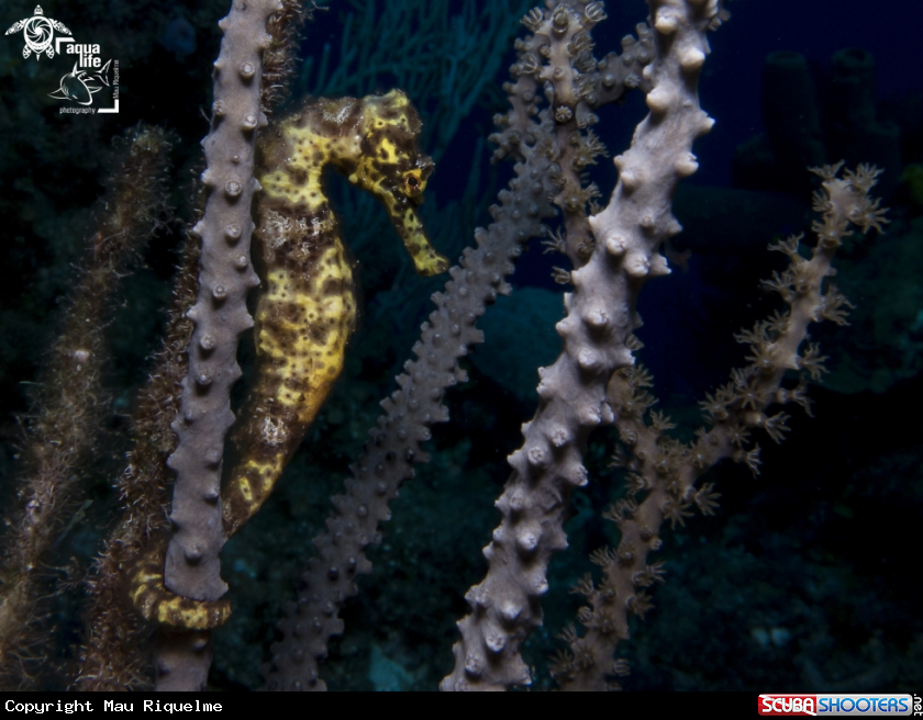 A Longsnout Seahorse