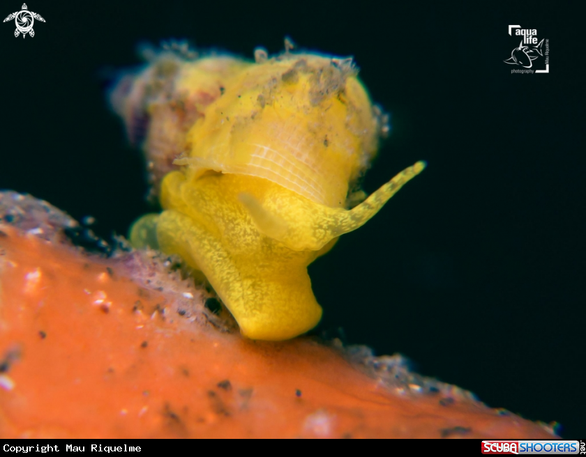 A Golden Wentletrap