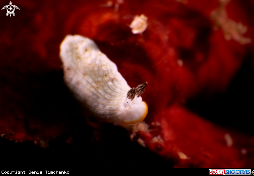 A NUDIBRANCH