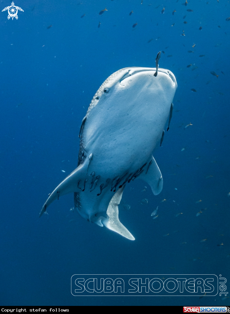 A Whale Shark