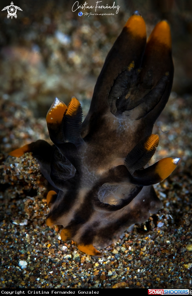 A Nudibranch