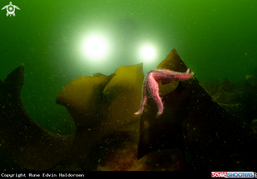 A Sugar kelp