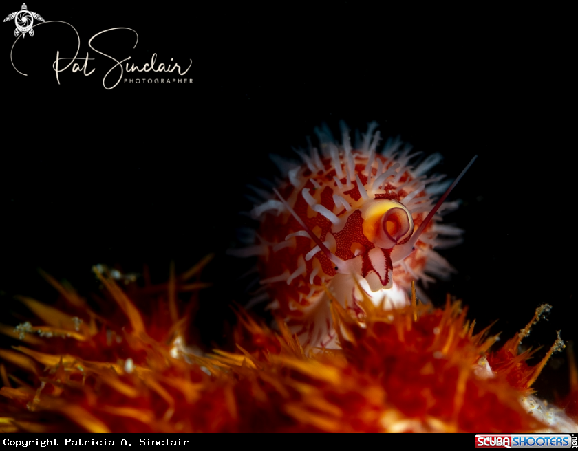 A cowrie