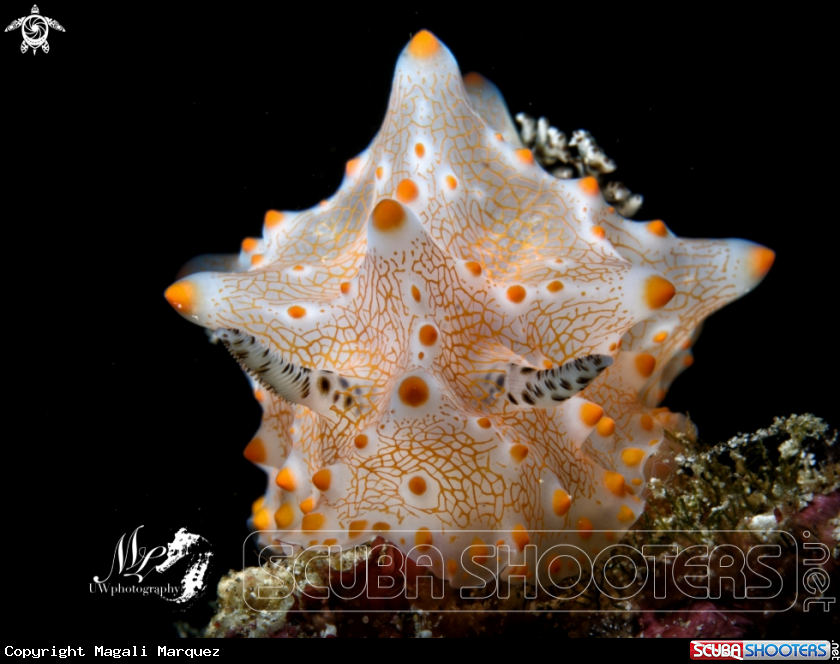 A Halgerda Nudibranch 