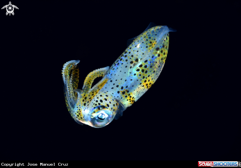 A Bigfin Reef Squid