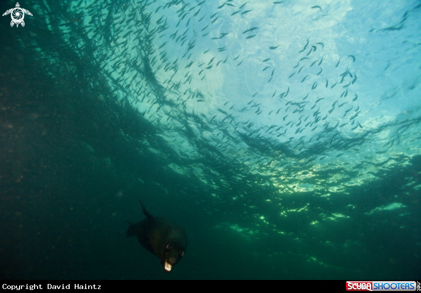 A Australian Fur seal