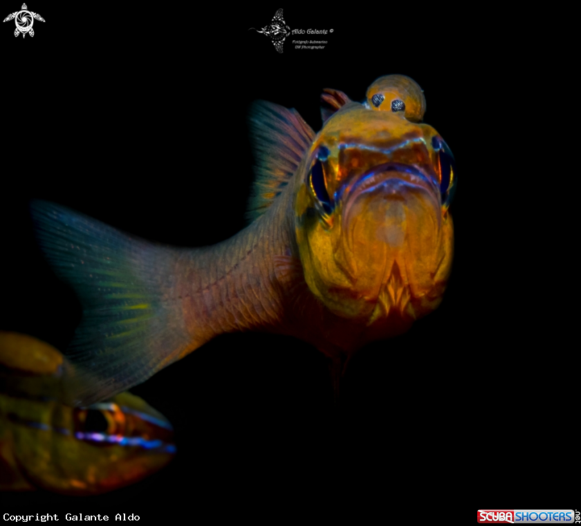 A Cardinalfish and Parasite