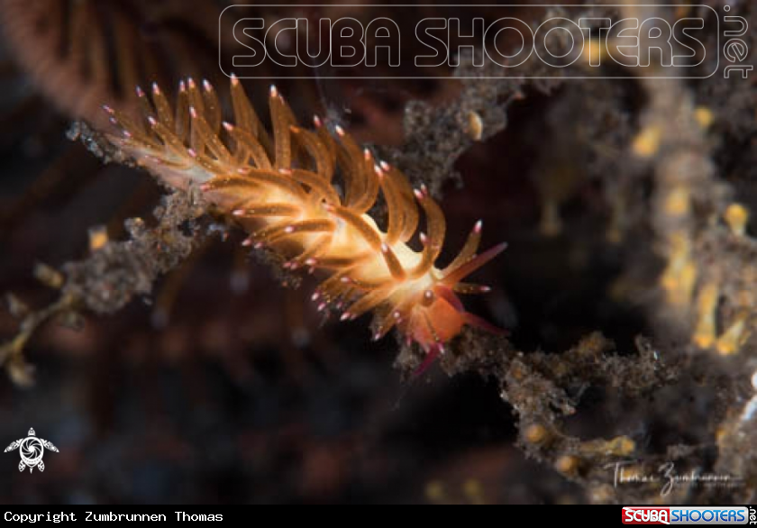A  Nudibranch 