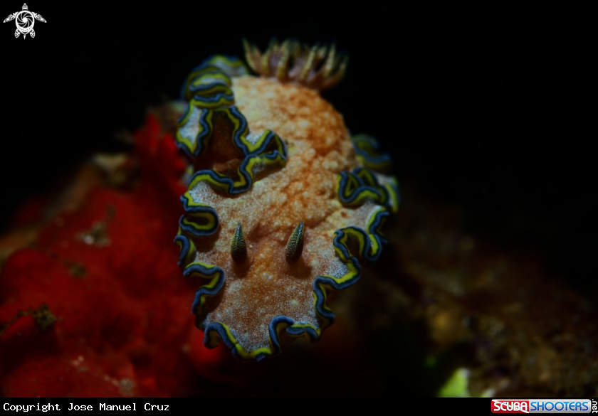 A Nudibranch