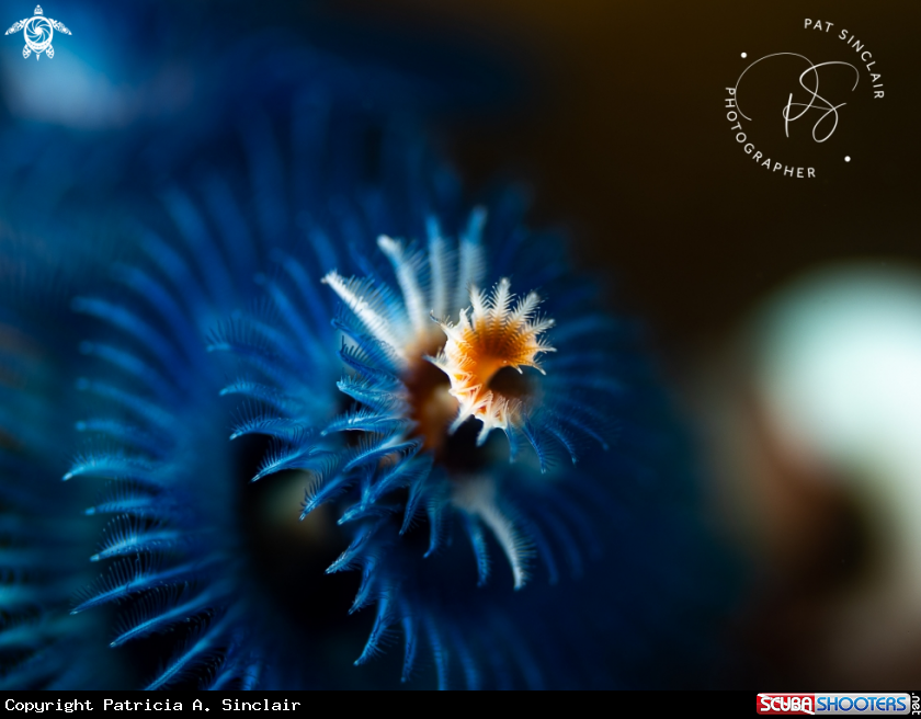 A Christmas Tree Worm