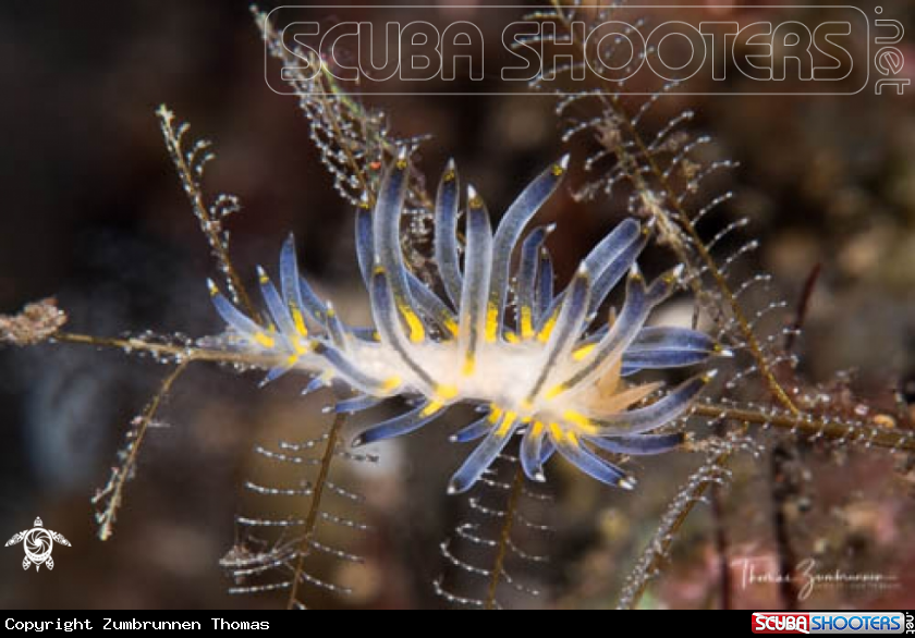 A Nudibranch 