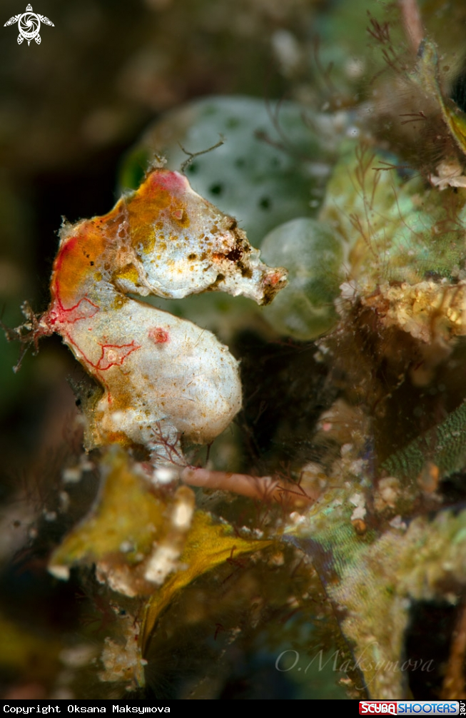 A Pontoh's pygmy seahorse (Hippocampus pontohi)