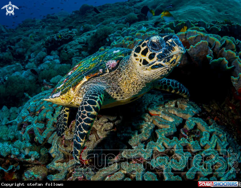 A Hawksbill Turtle