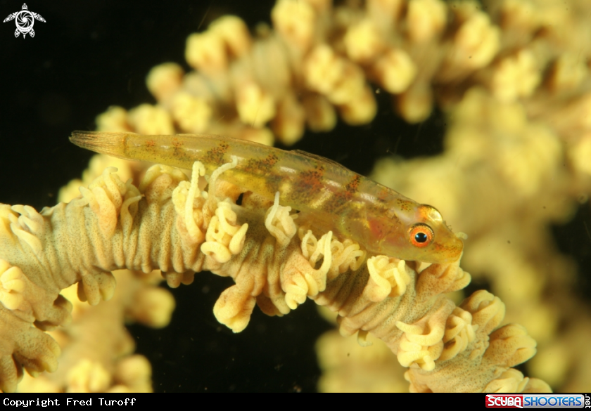 A wire coral goby