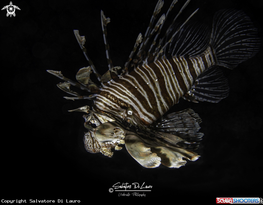 A lionfish