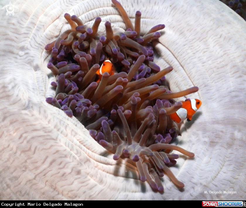 A Clown fish