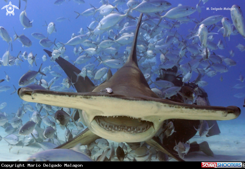 A Great Hammerhead