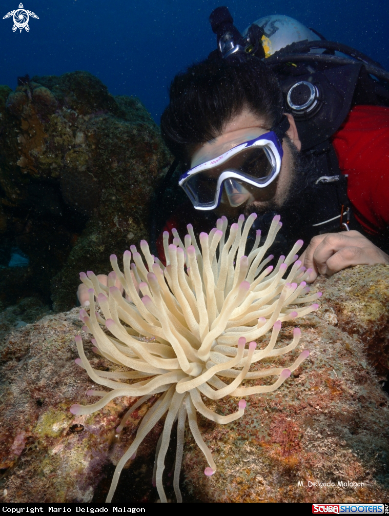 A Anemone