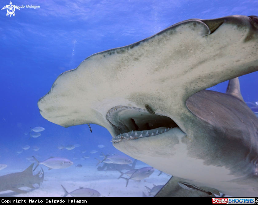 A Great Hammerhead