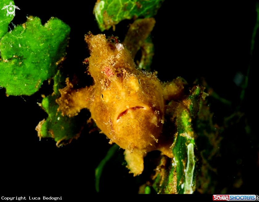 A Frogfish