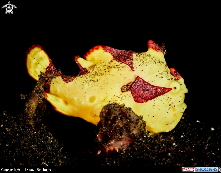 A Frogfish