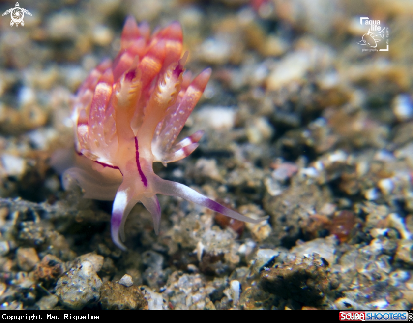A Flabellina