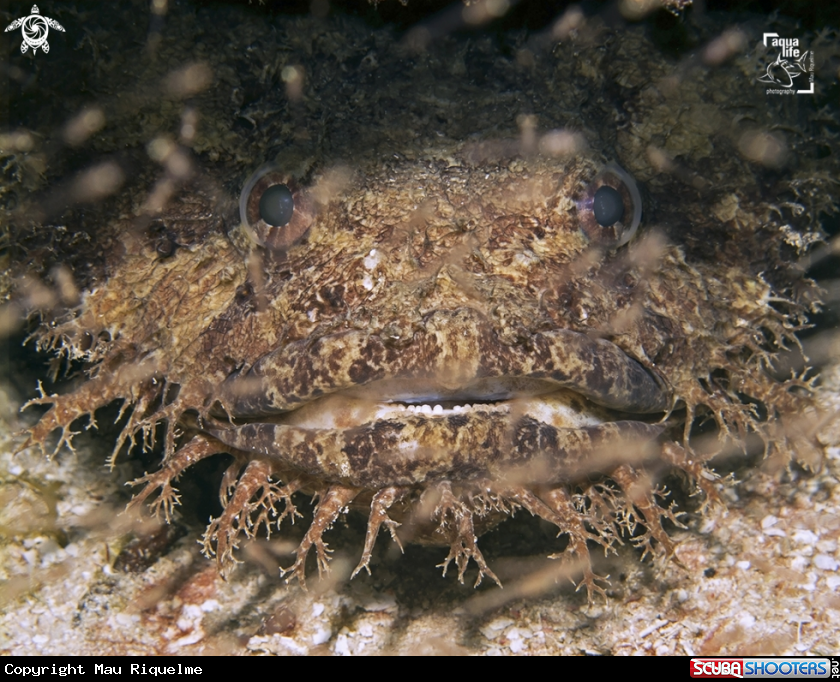 A Bearded Toadfish