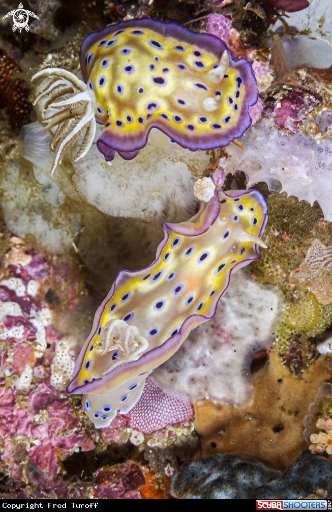 A Kunie's Chromodoris