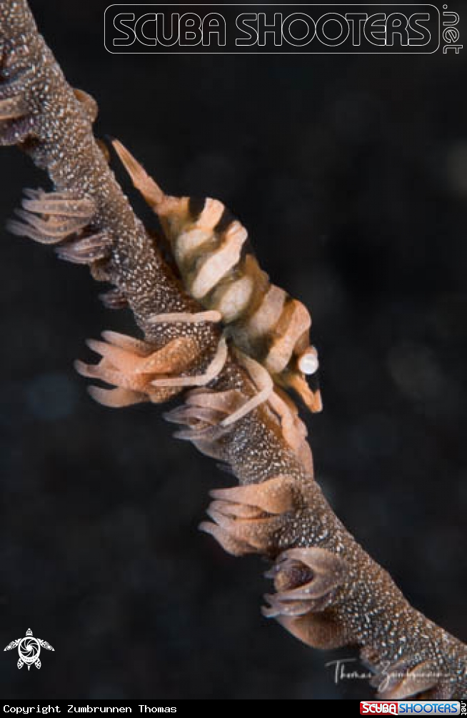 A Shrimp 
