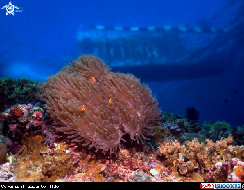 A Clownfish