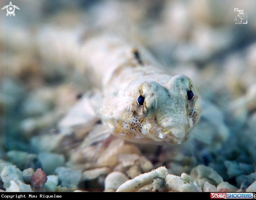 A Lancer Dragonet