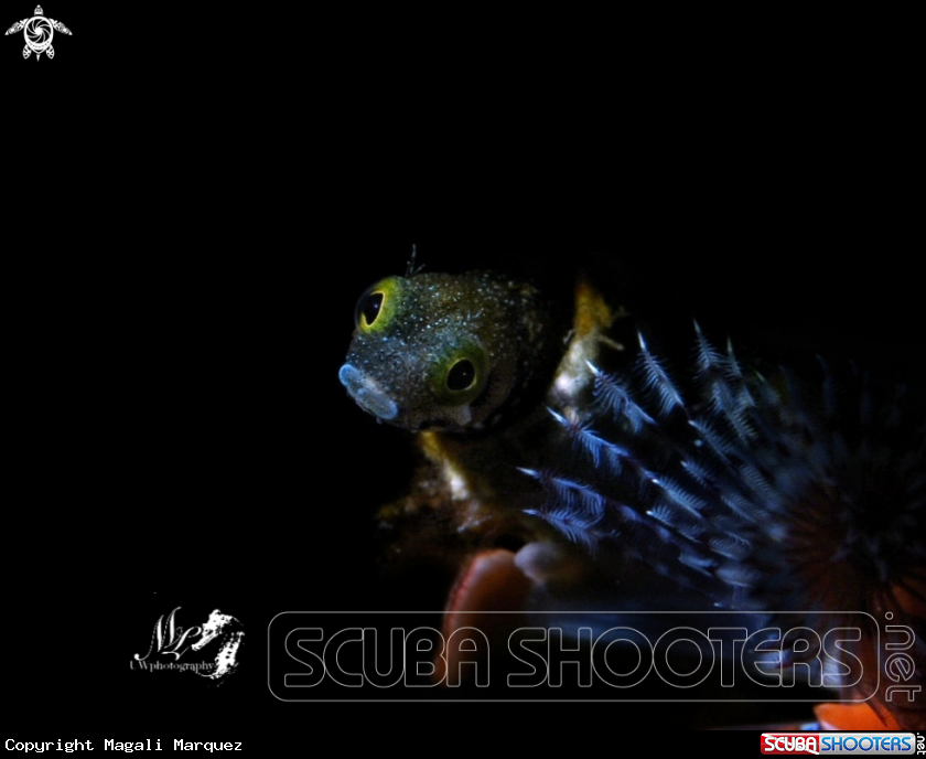 A Spinyhead Blenny 