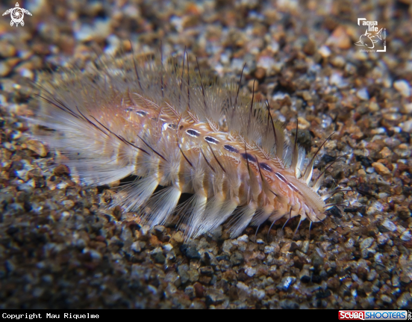A Fire Worm