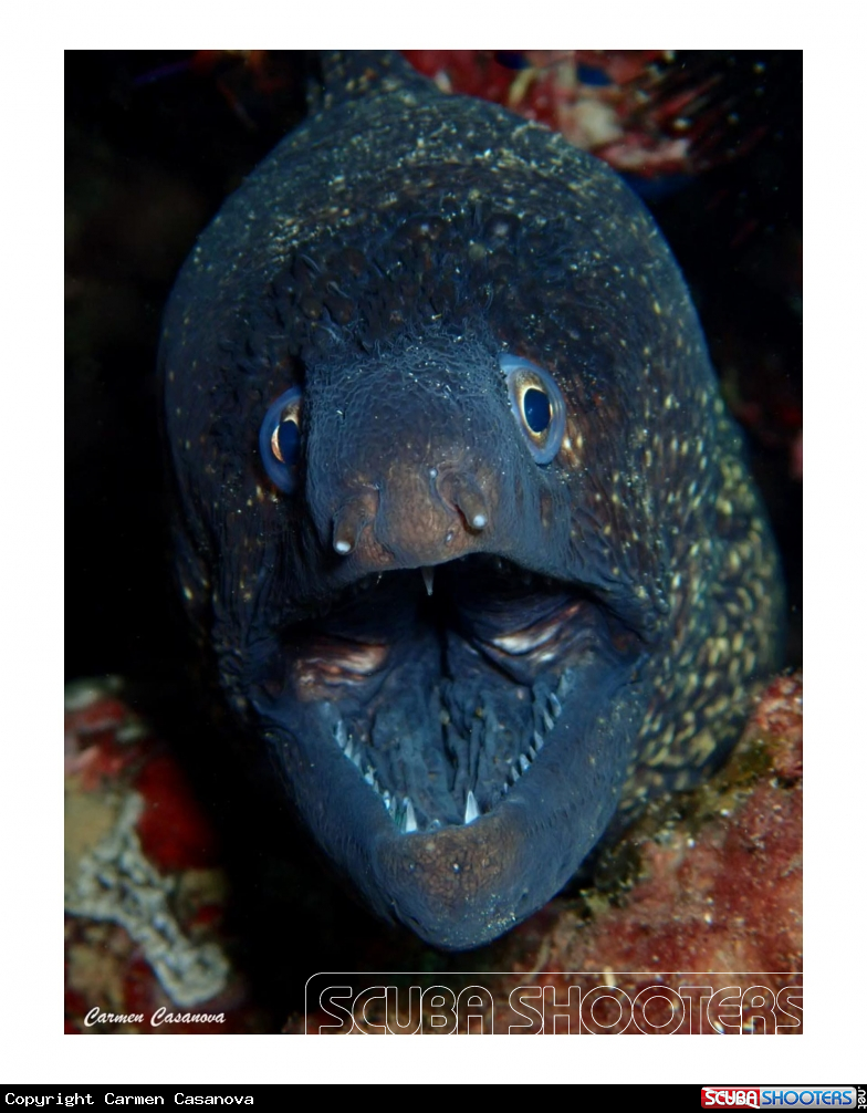 A Moray