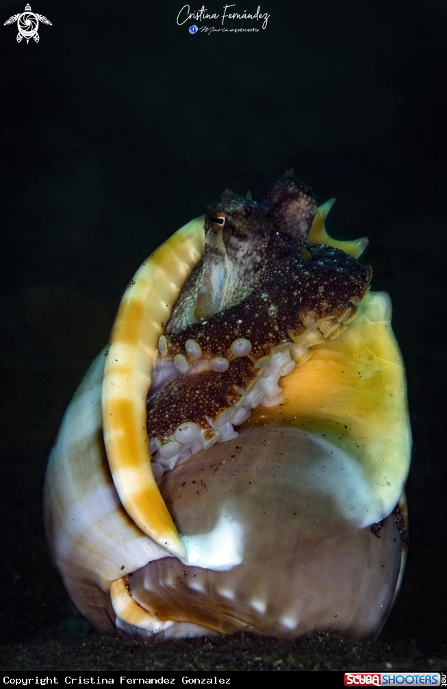 A Coconut octopus