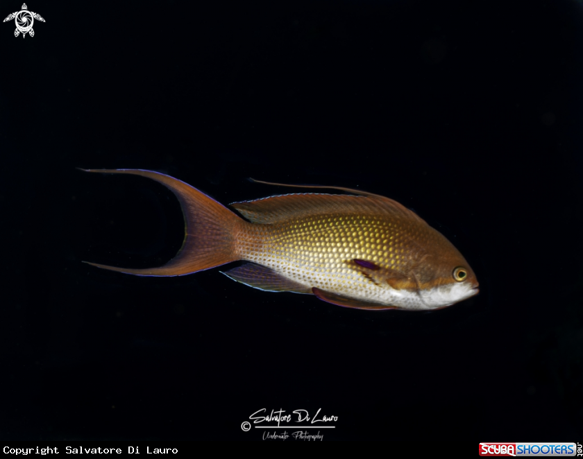 A anthias