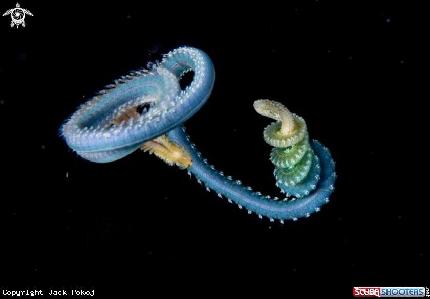 A Annelid polychaete