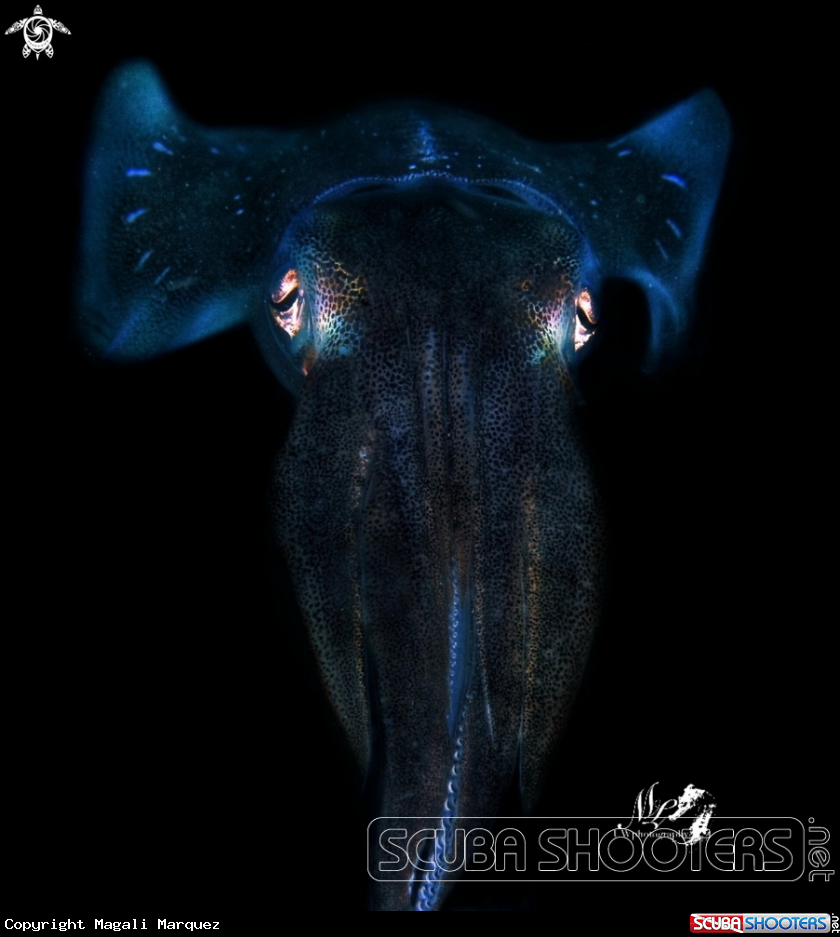 A Caribbean Squid 
