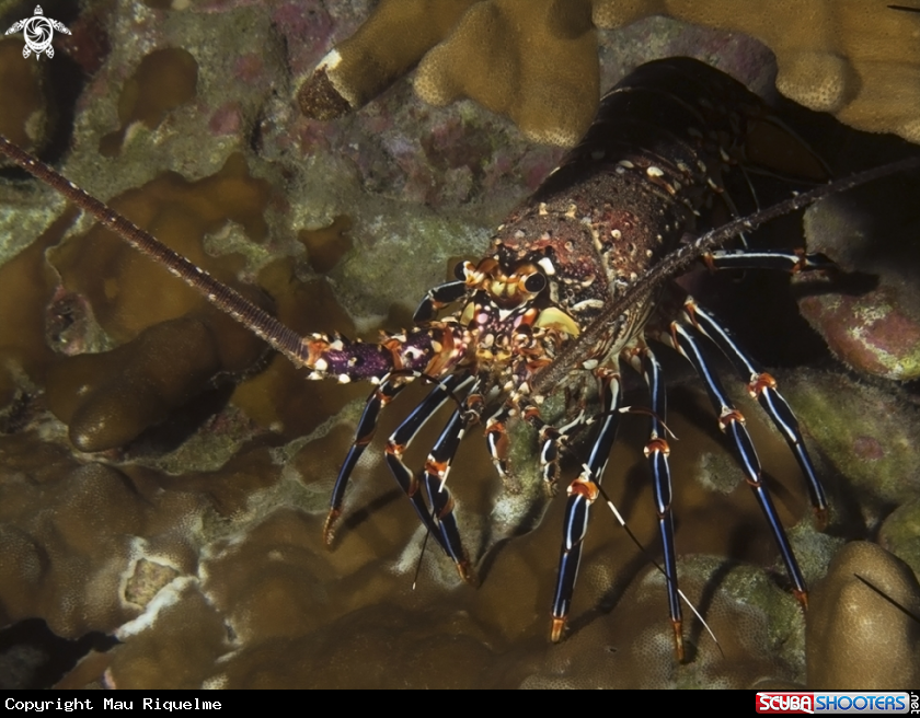 A Lobster of Rapa Nui