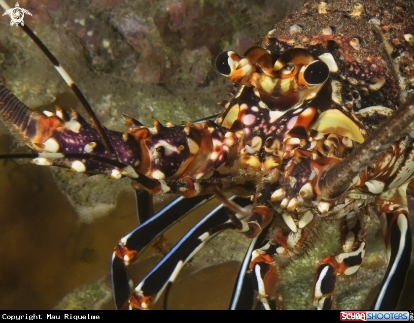 A Lobster of Rapa Nui