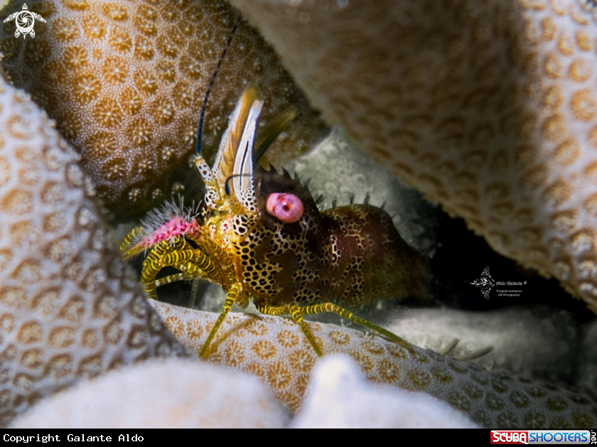 A Saron Shrimp