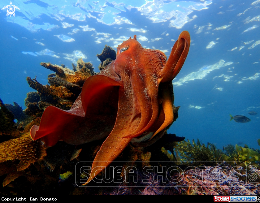 A Australian giant cuttlefish