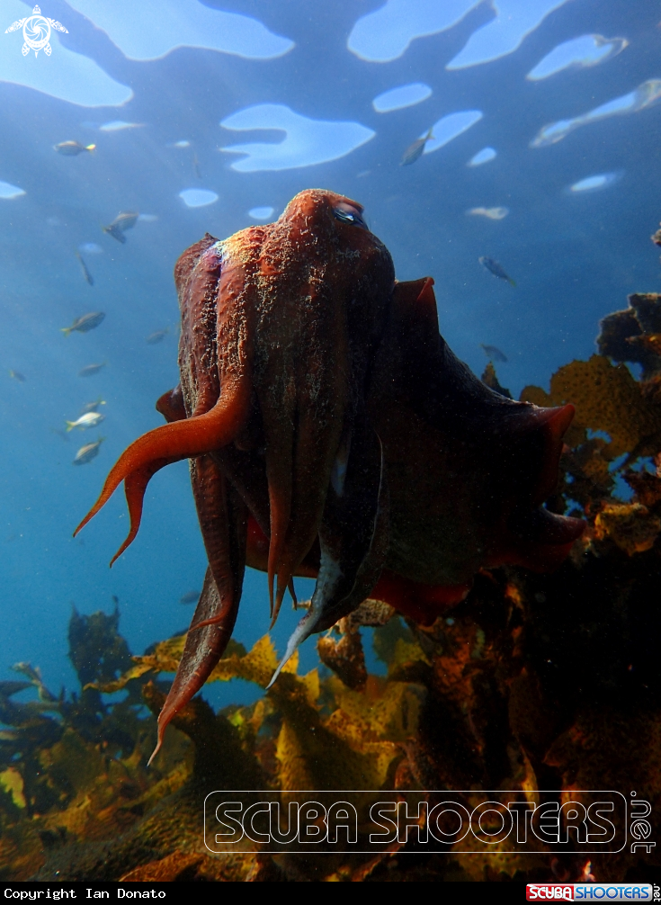 A Australian giant cuttlefish